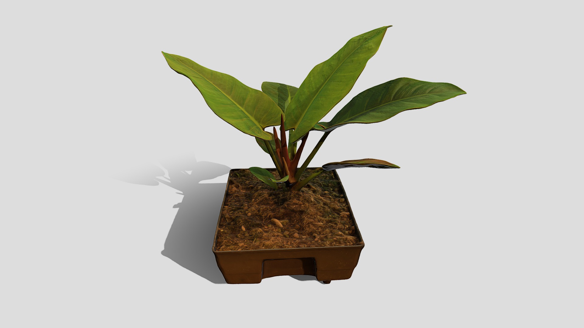 3D model Plant 7 - This is a 3D model of the Plant 7. The 3D model is about a plant in a pot.
