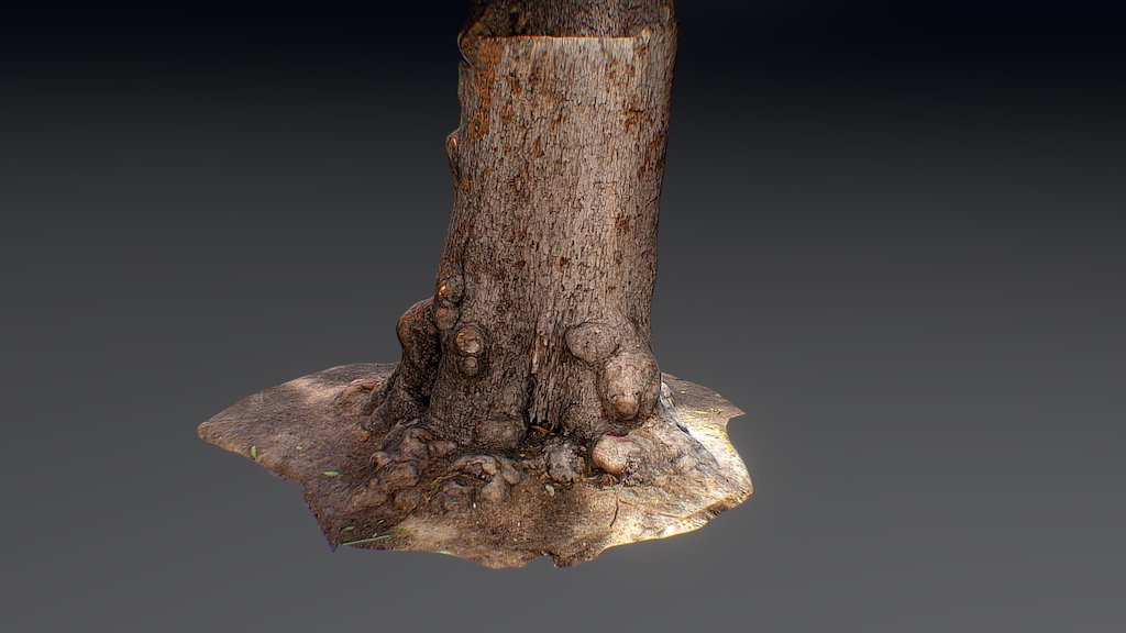 Tree photo reconstruction.