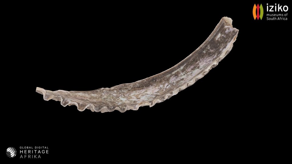 Shell (smaller part)