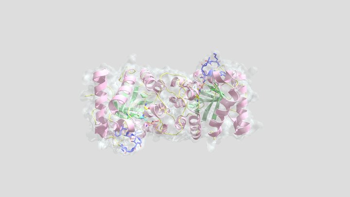 Interesting features of human TPI 3D Model
