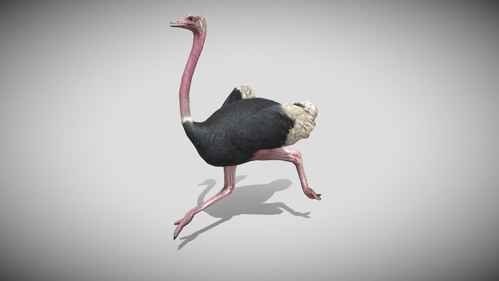 Medhue Ostrich 3D Model