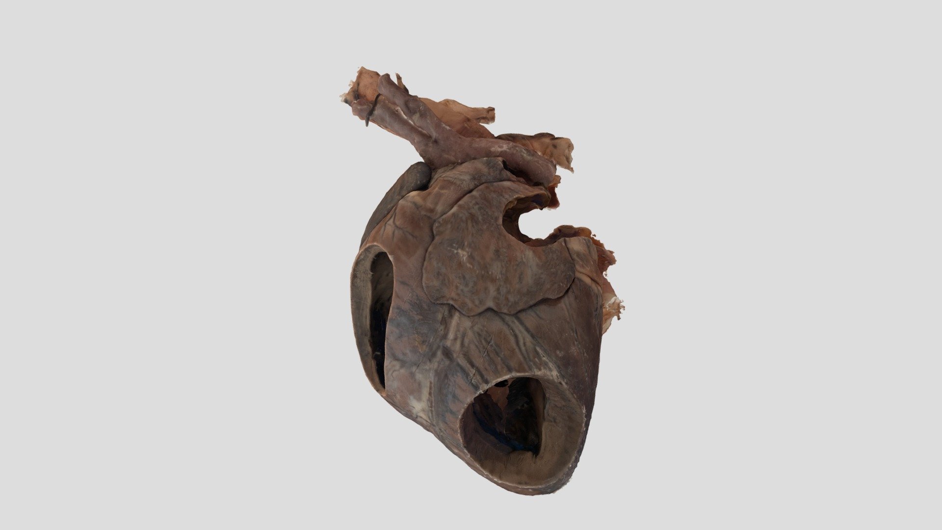 Heart Model - 3d Model By Bsc2021 [ba7473d] - Sketchfab