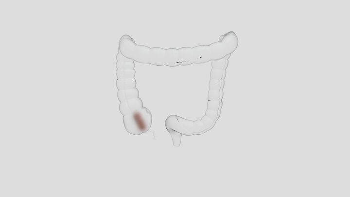 Intestines 3D Model