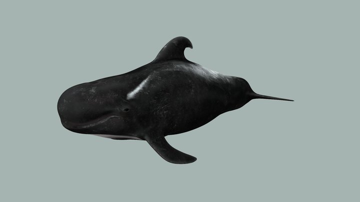 Pilot whale 3D Model