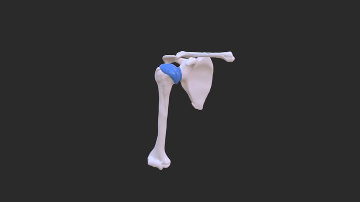 Cintura escapular 3D Model
