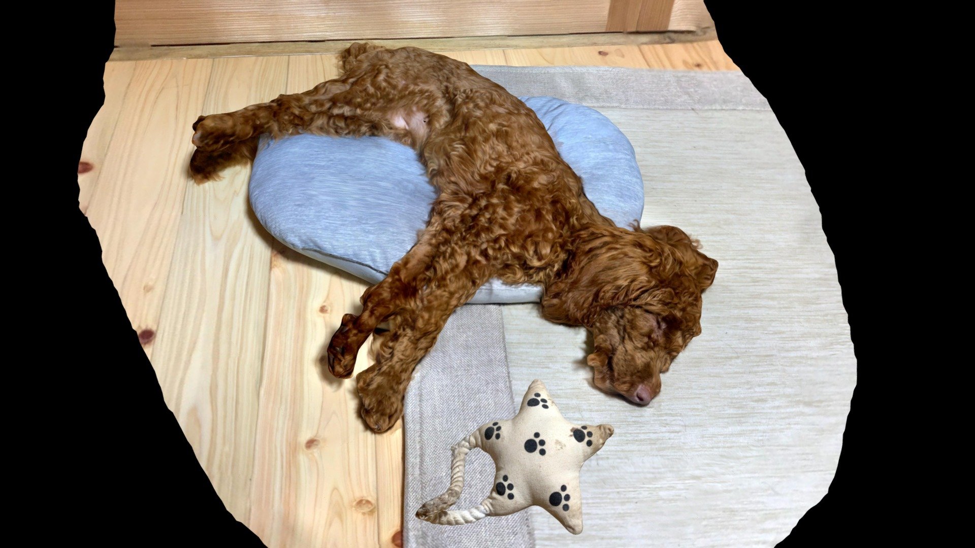 The SleepingDog