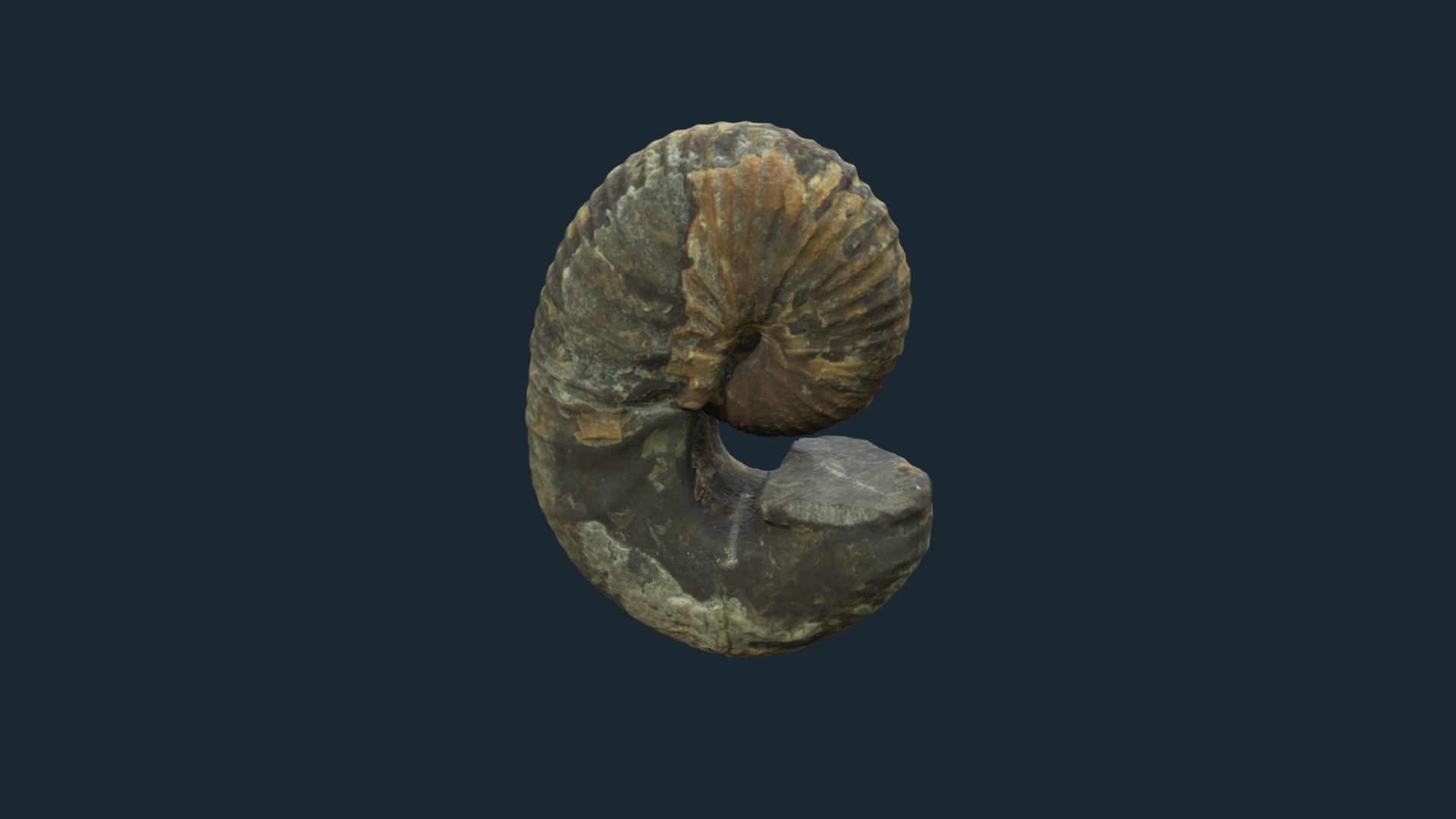 3D model Scaphites corvensis 23266 - This is a 3D model of the Scaphites corvensis 23266. The 3D model is about a rock with a dark background.