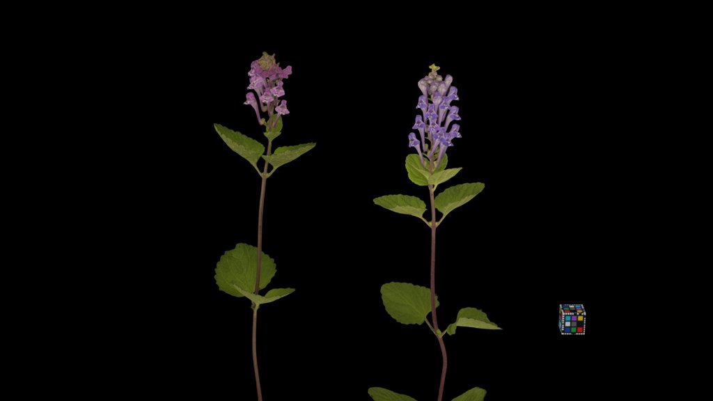 CC0 タツナミソウ Asian Skullcap, Scutellaria indica