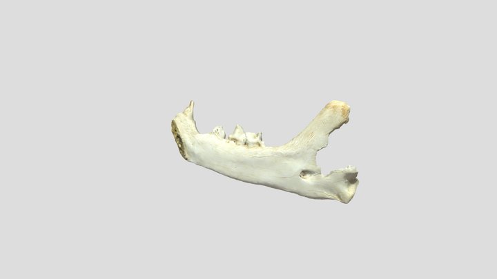 Texture Test 2 3D Model