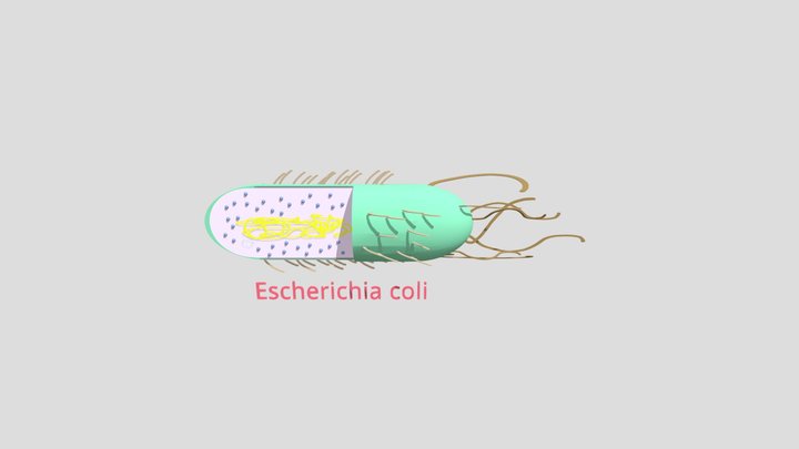 MICROUGHS_Escherichia_coli_ERAL_HRBA_AJLC_DALR 3D Model