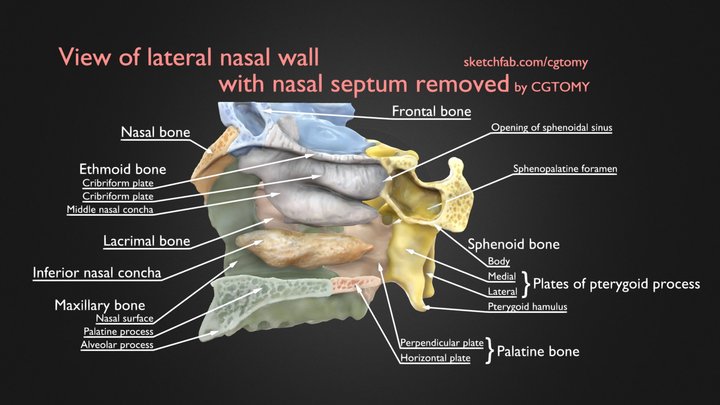 Lateral Nasal Wall With Nasal Septum Removed 3D Model