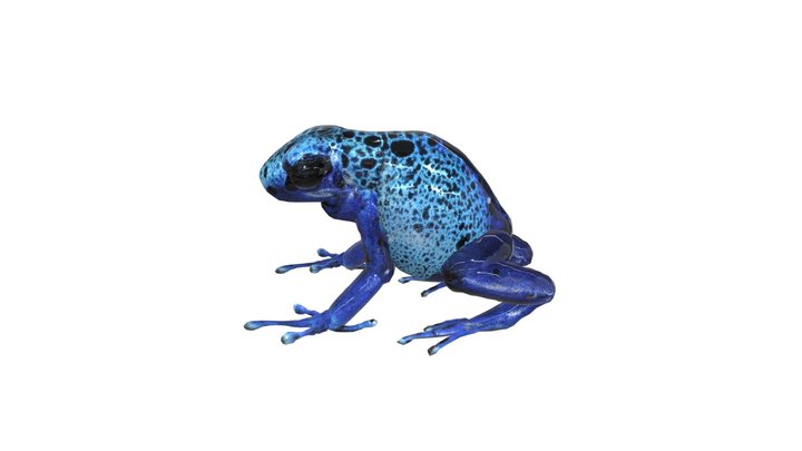 Лягушка 2 3D Model