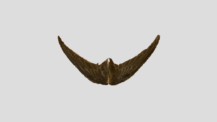 3D Swift wing Photogrammetry 3D Model