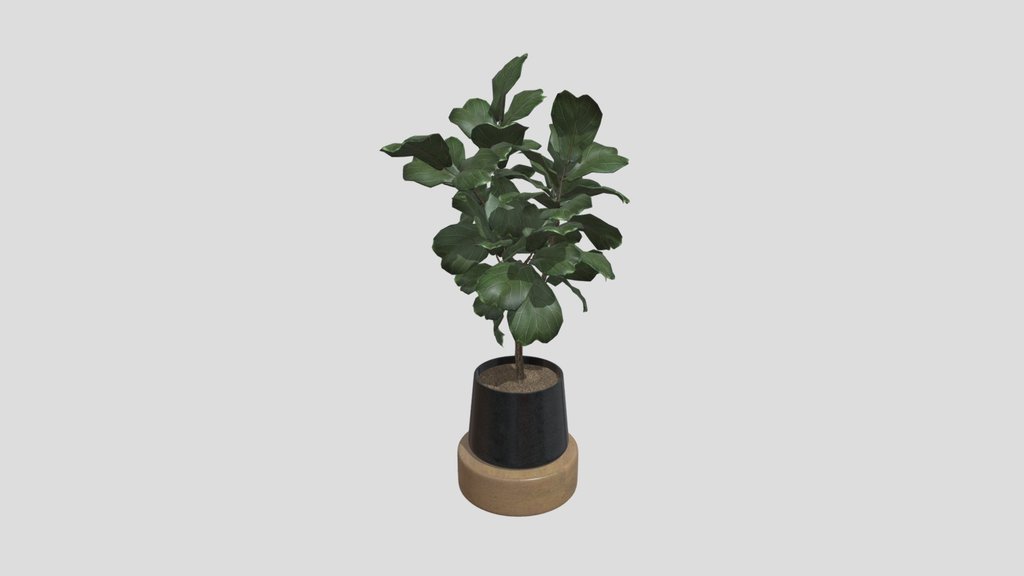 Fiddle Leaf Fig Plant
