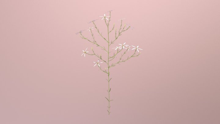 Shortleaf Rosegentian (Sabatia Brevifolia) 3D Model