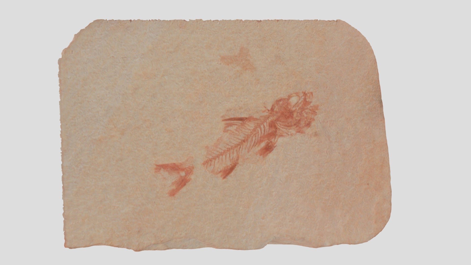 Amphiplaga brachiptera