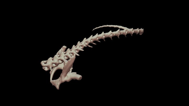 Correlophus ciliatus 3D Model