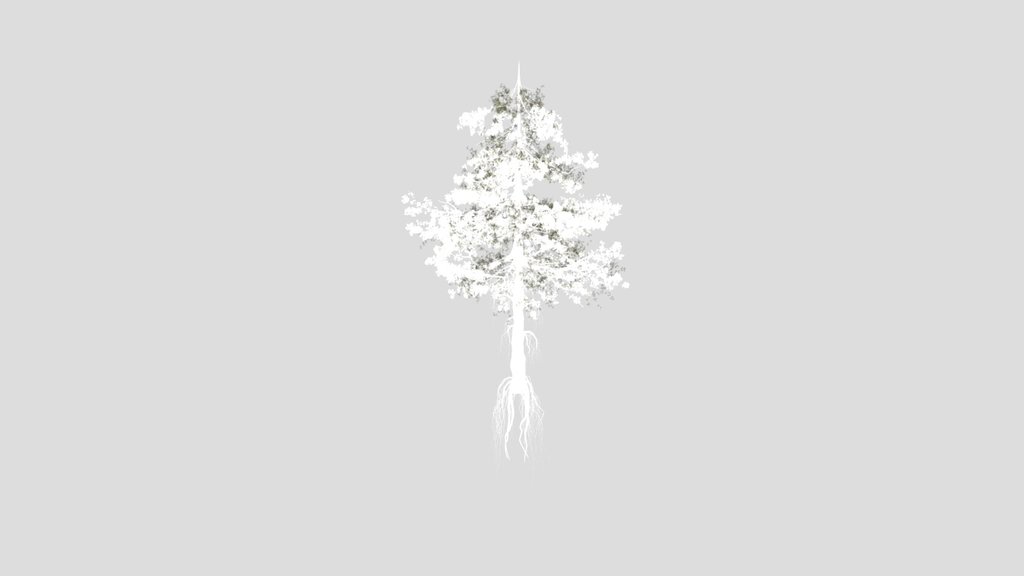 Tall Tree With Roots