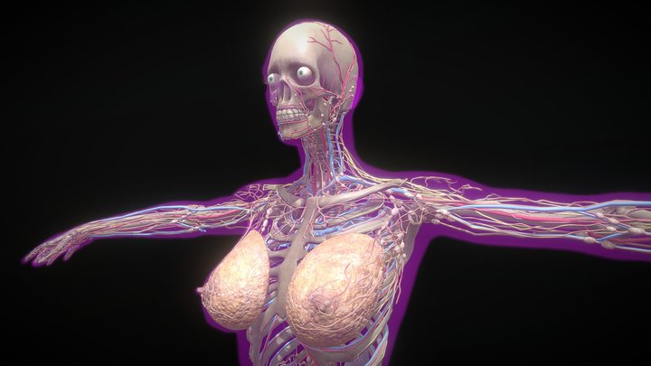 Female-without Visceral&Muscle 3D Model