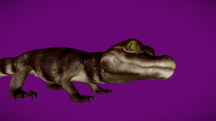Baby Alligator 3D Model