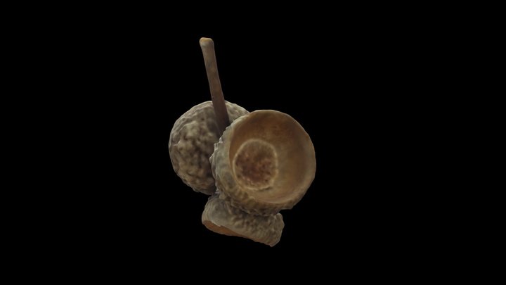 Acorns 3D Model
