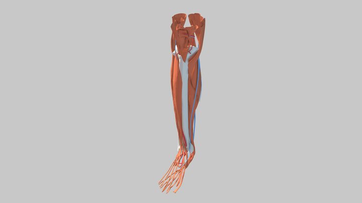 Right leg 3D Model