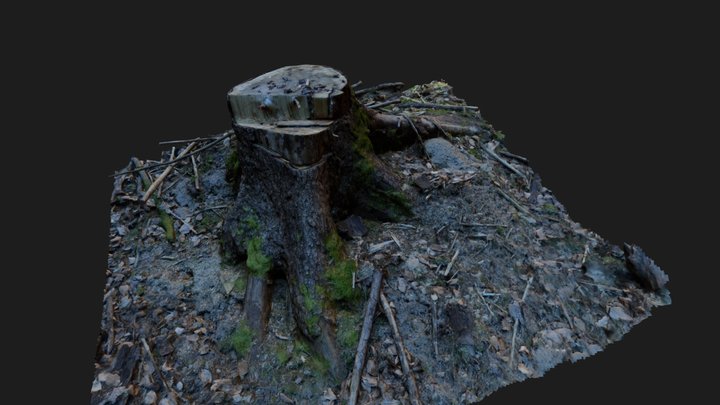 Cut Stump 3D Model