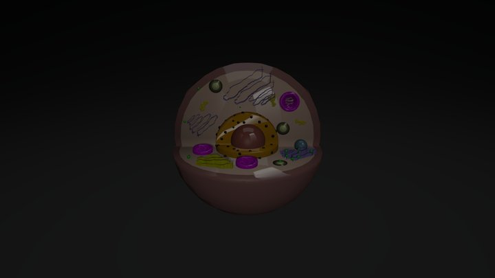 Animal Cell V5 3D Model