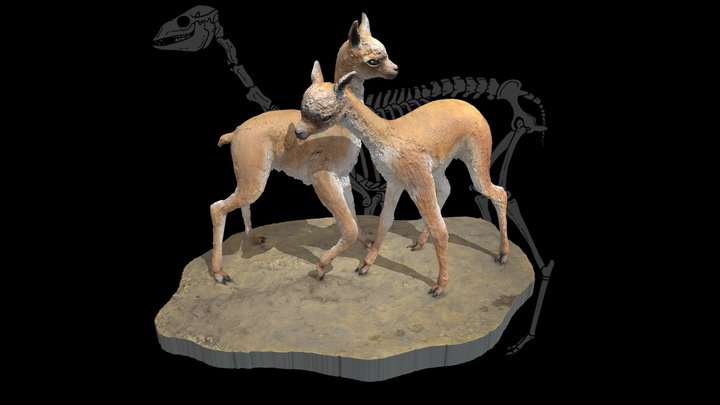 Escultura recreación Cetartiodactyla: Camelidae 3D Model