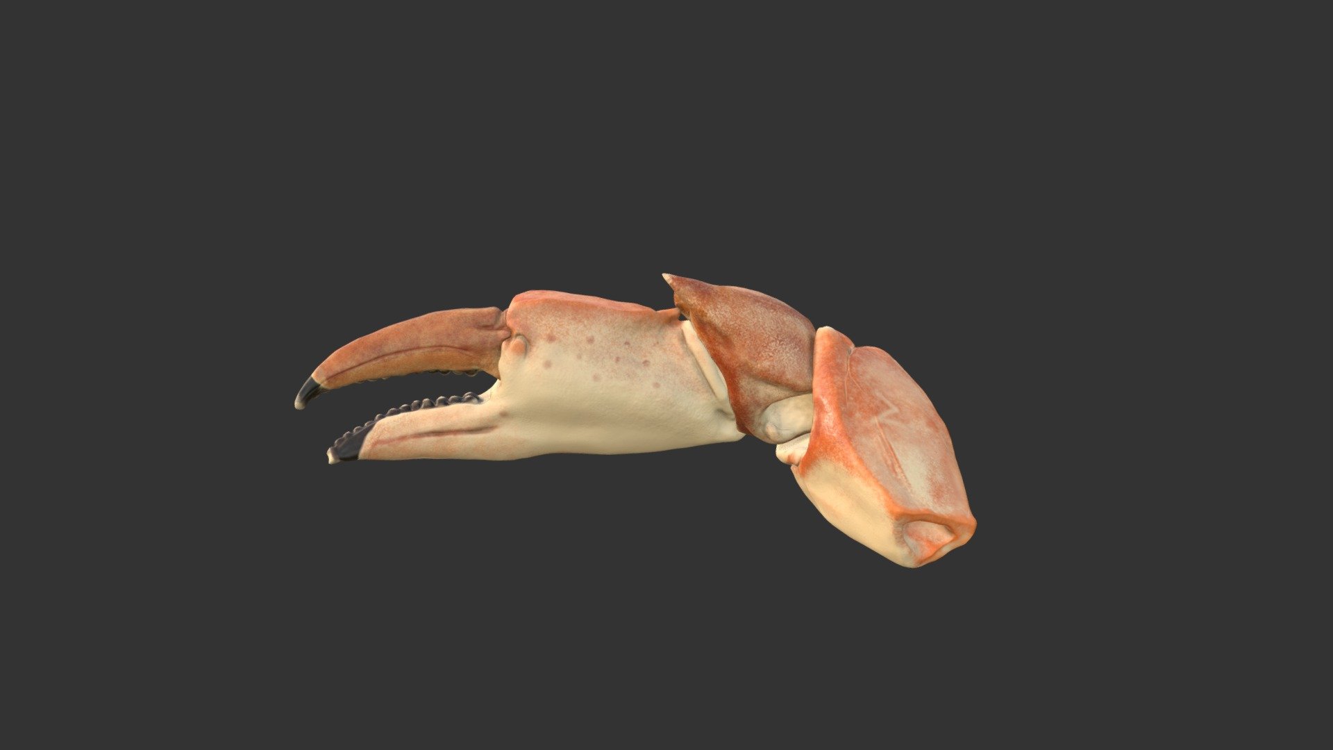 Crab Claw - 3D model by Kliefer [bab3197] - Sketchfab