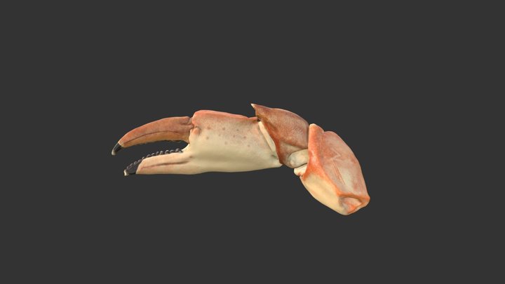 Crab Claw 3D Model