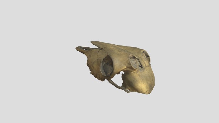 Nemorhaedus_goral_M_NML-VZ D.166 3D Model