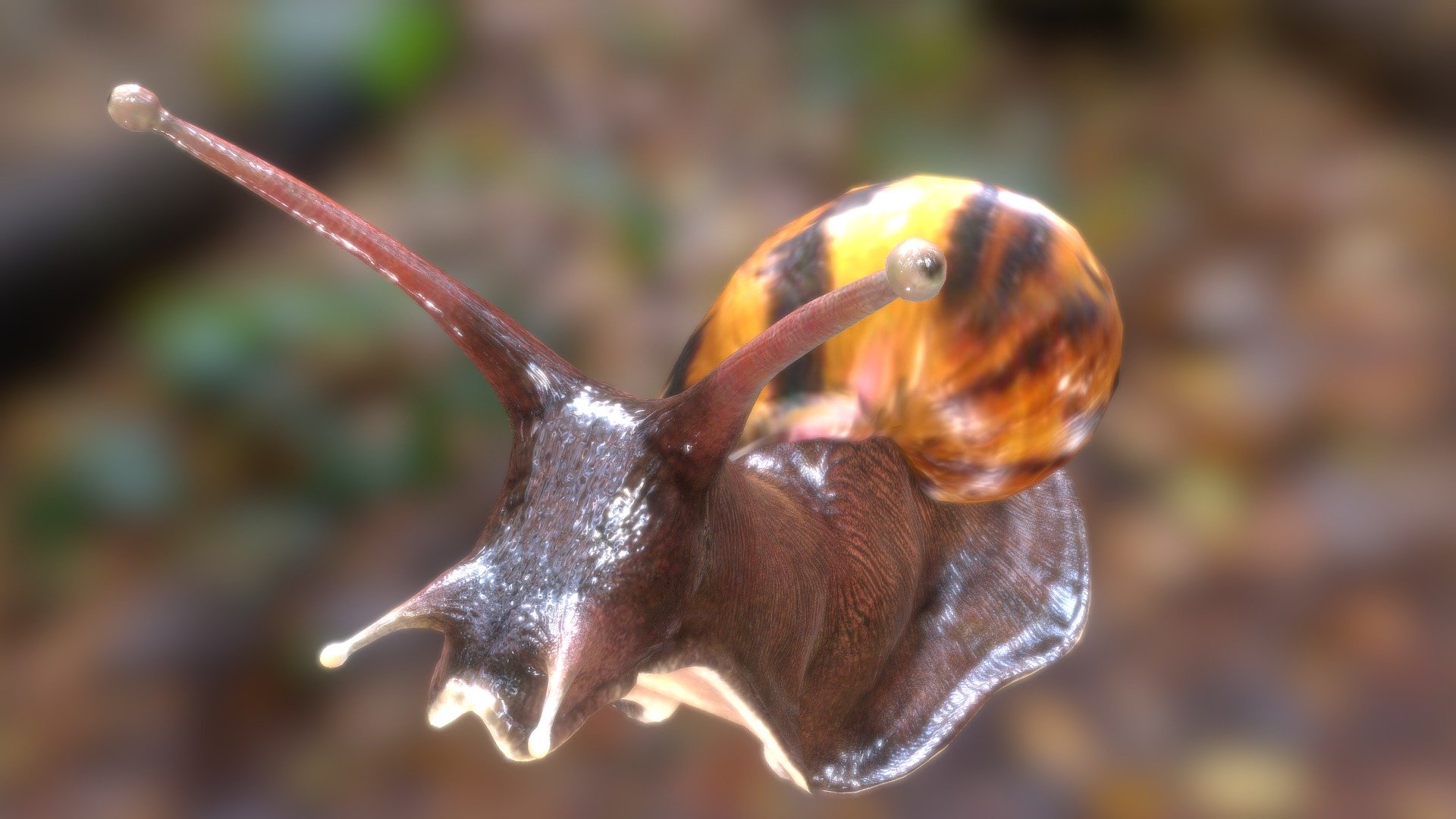 African snail — Sketchfab embed 3D viewer