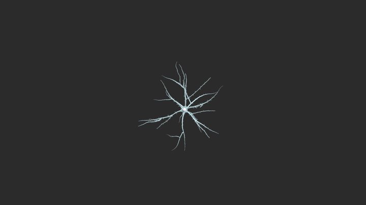 【Neuron】Spinous Stellate Cell 3D Model