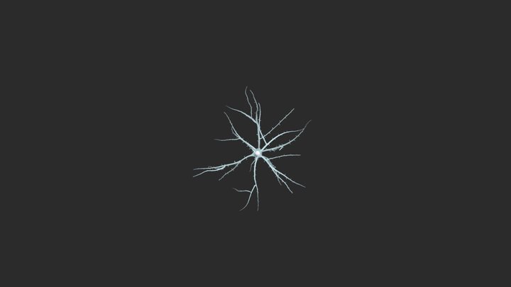 【Neuron】Spinous Stellate Cell