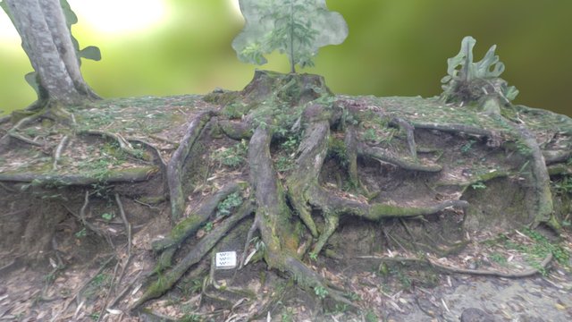 Raízes Parque Florestal Córrego Grande 3D Model