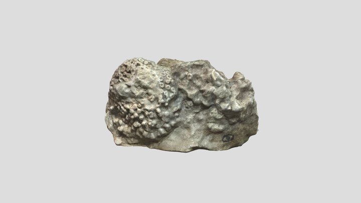 Colonial rugose fossil, Saaremaa, Estonia 3D Model