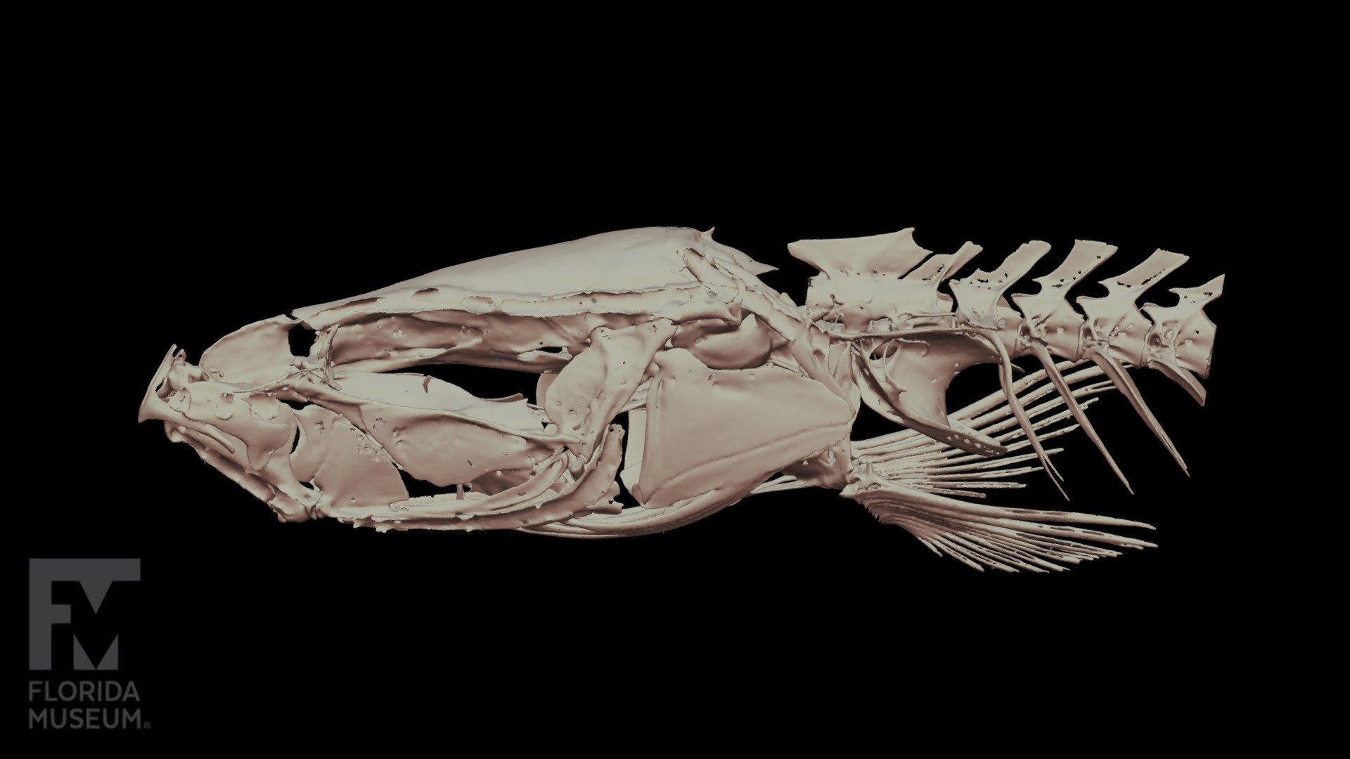 Fork-tailed Loach - 3D model by FloridaMuseum [bacb131] - Sketchfab