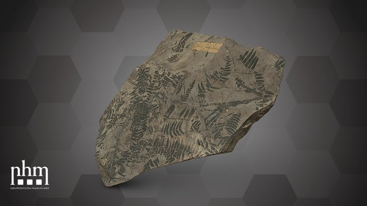 G. austriacus (NHMW-GEO-2024/0188/10528) – Free 3D Model STL