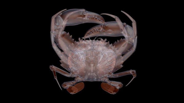 アカテノコギリガザミ 🦀 ♂ CT Scan, Mangrove Crab