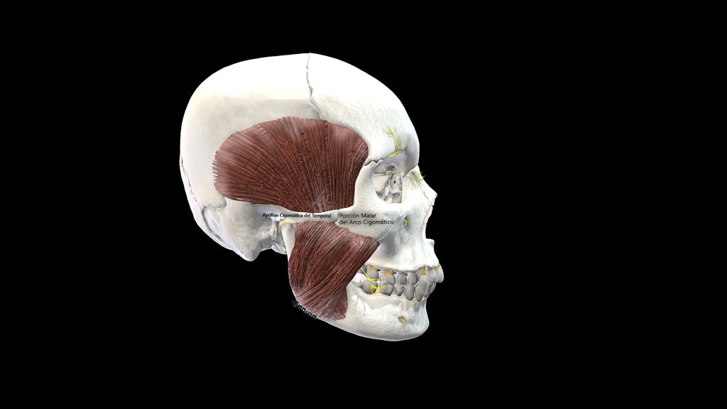 Anatomía FASTA Unidad 1 - 2026 - copy