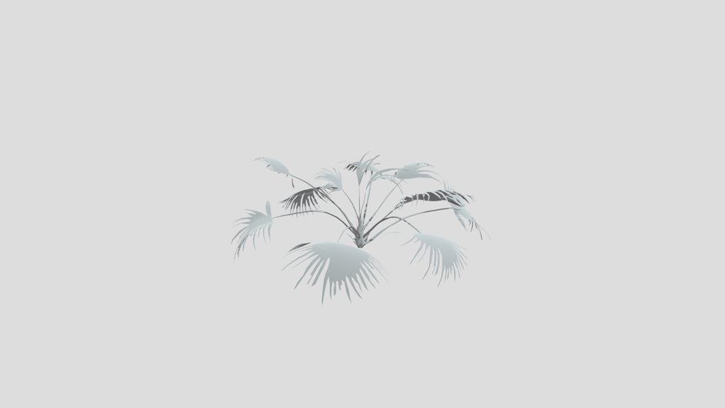 Chinese Palm Wide