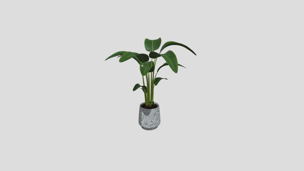 Plant