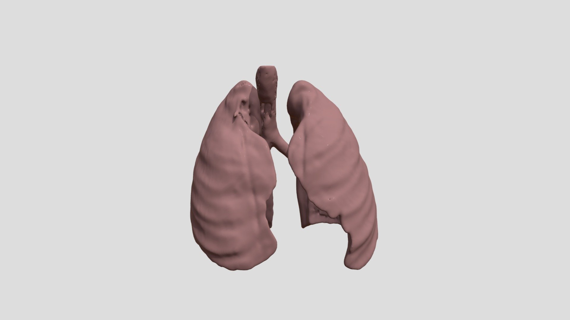 Segmentation Lungs - 3D model by SamF [bae1ae6] - Sketchfab