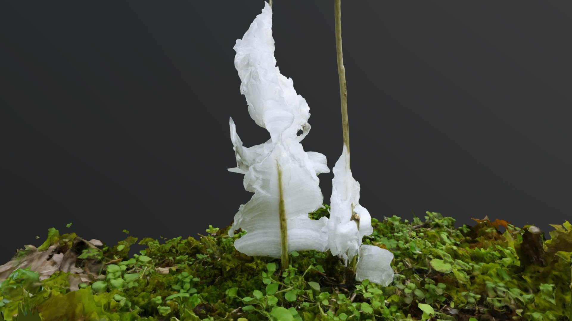 Leatherwood Frost Flower — Sketchfab embed 3D viewer