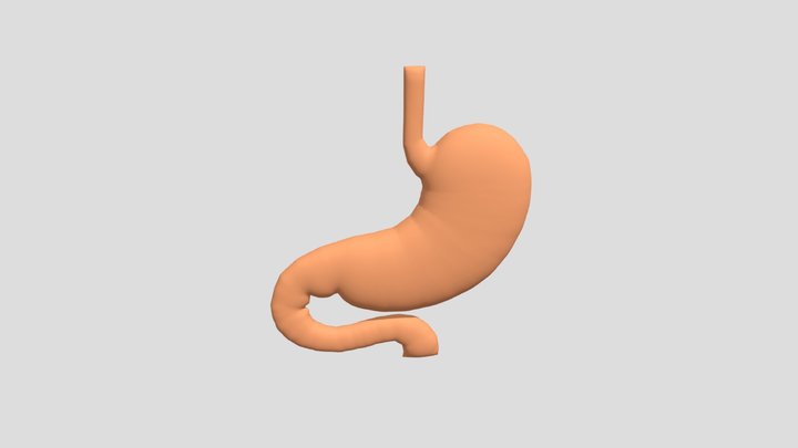 LAMBUNG MANUSIA 3D Model
