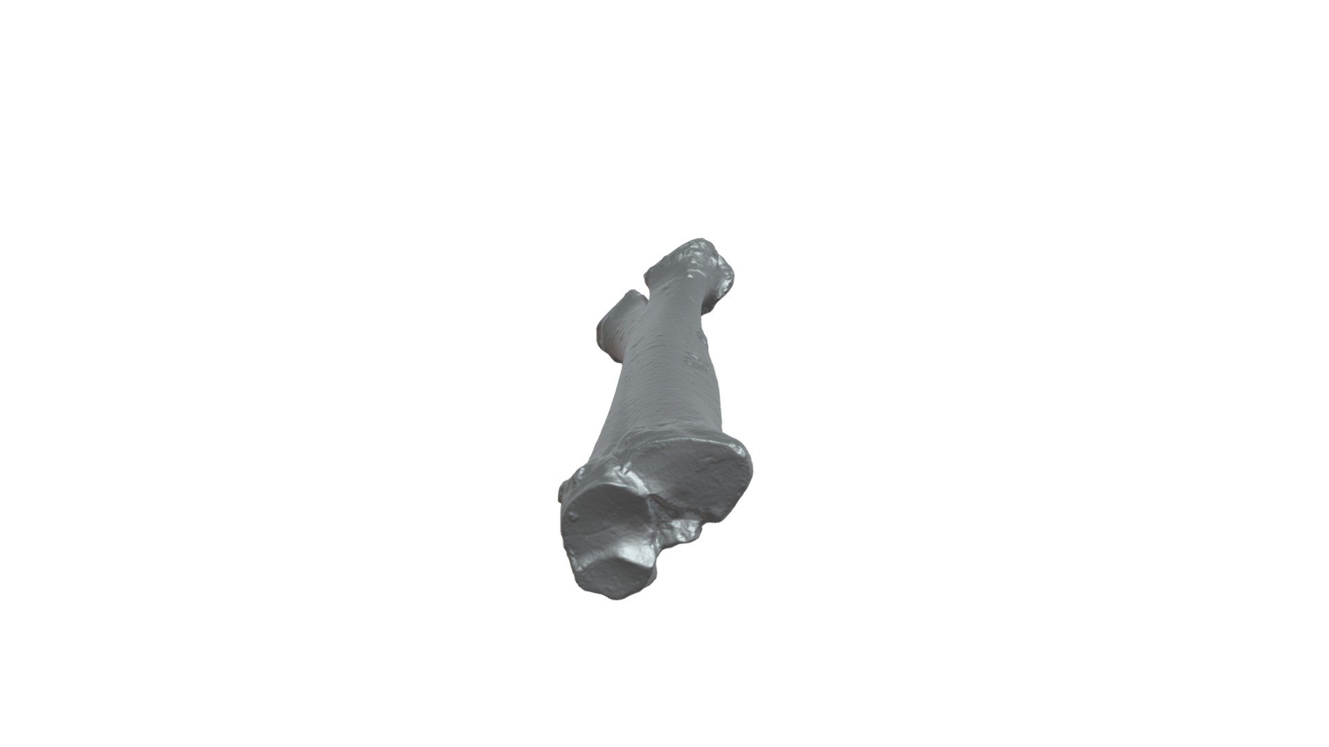 WSC8899 Camelops-dec