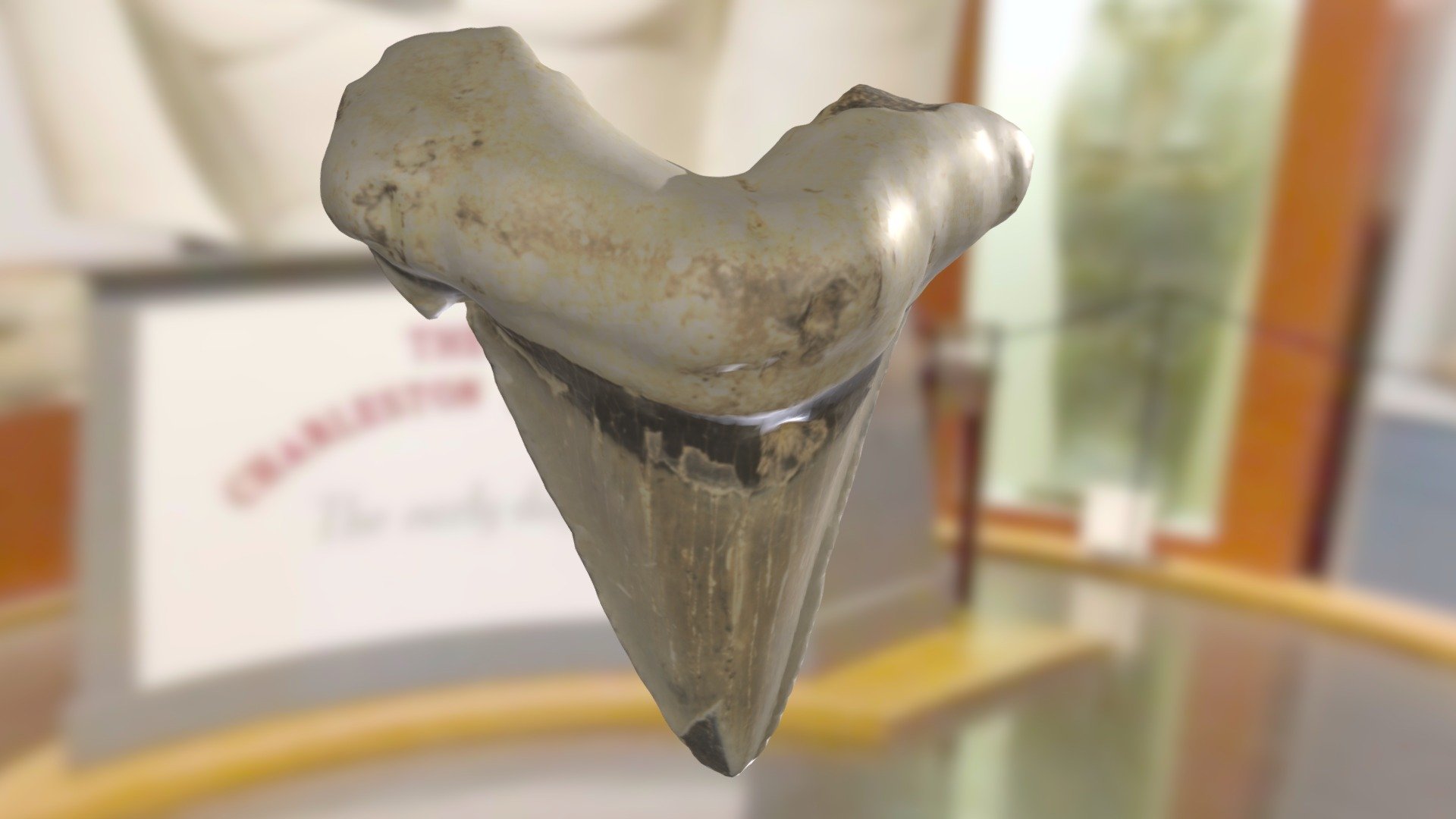 ChM PV6918 - Angustidens Shark Tooth