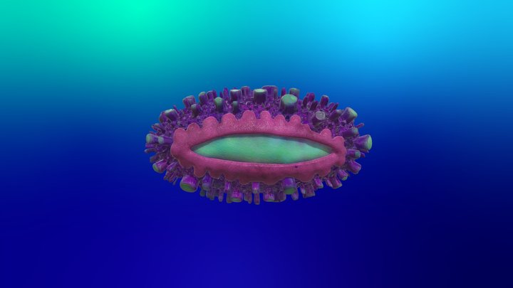 diatom marine organism 3D Model