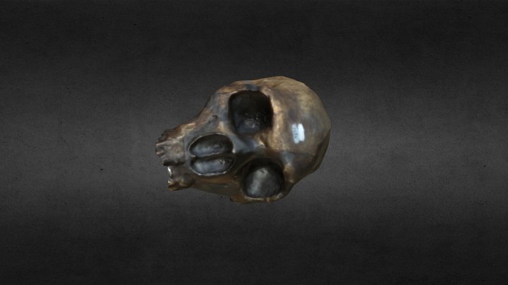 Cráneo Klaatsch (Le Moustier) 3D Model